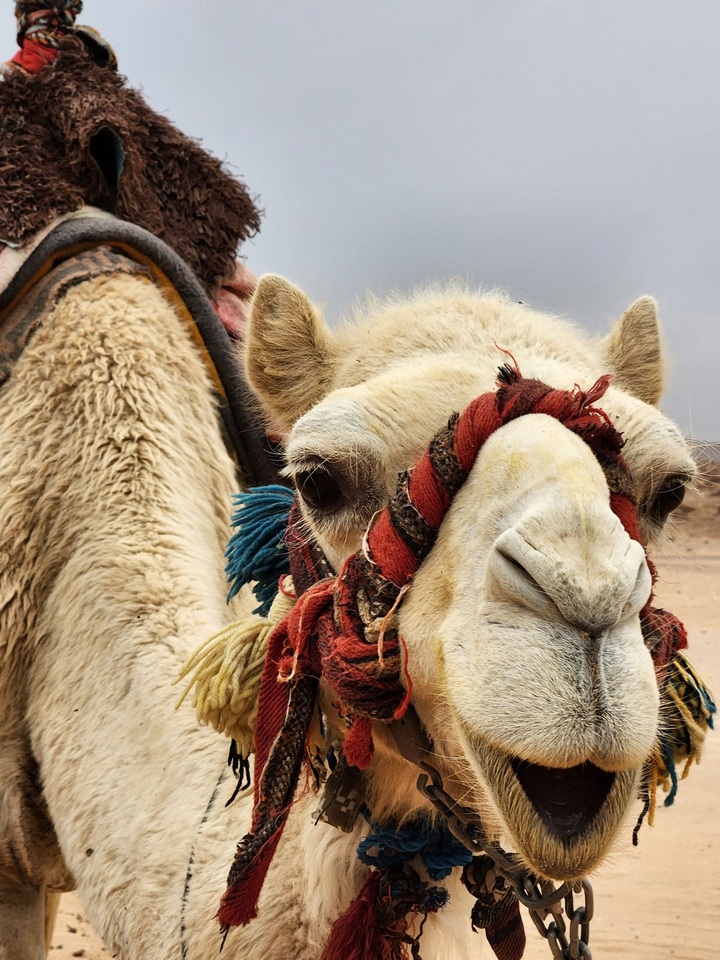 Camel