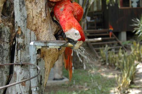 CostaRica 2010 05 13  04