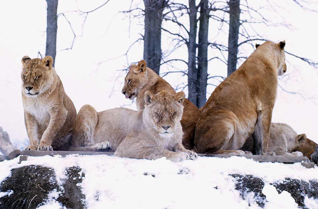 Afrian Lion Safari, Cambridge ON 1965 3 Web