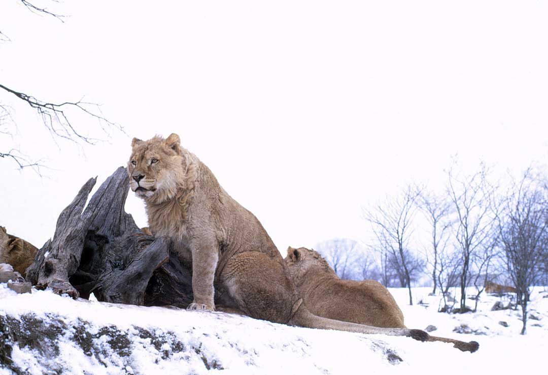 African Lion Safari, Cambridge ON 1965 Facebook