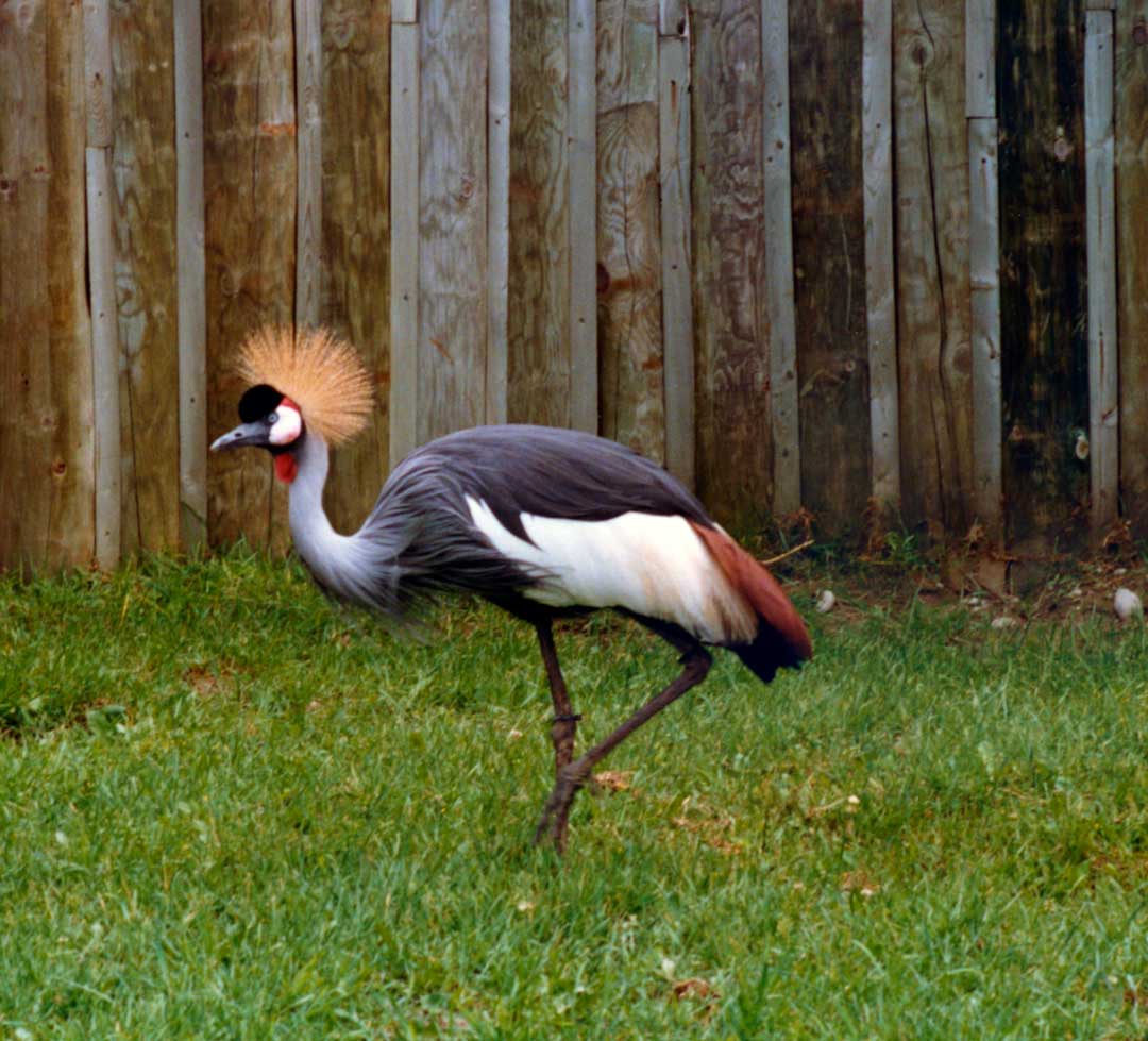 Grey Crowned Crane
