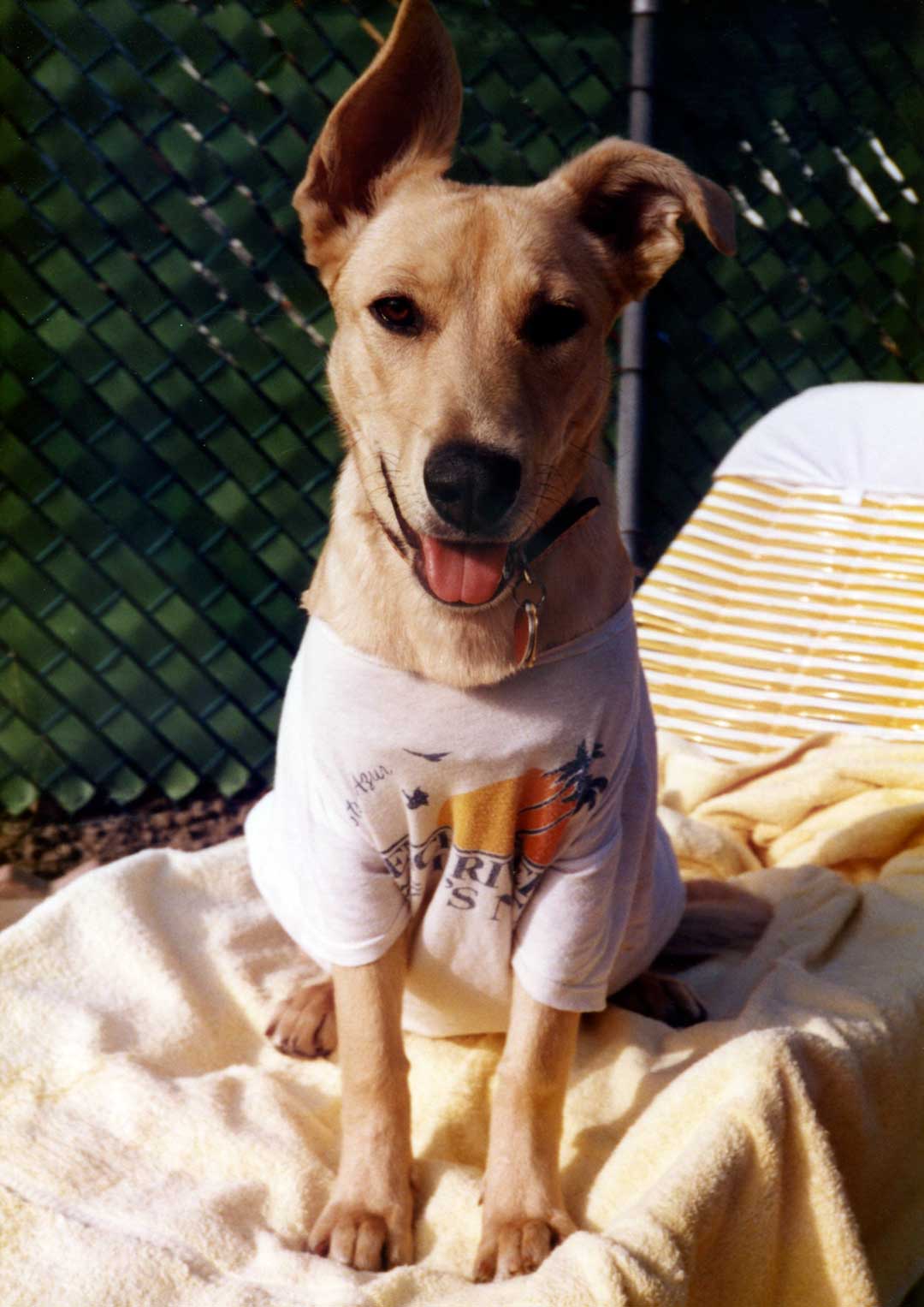 Dog on lounger
