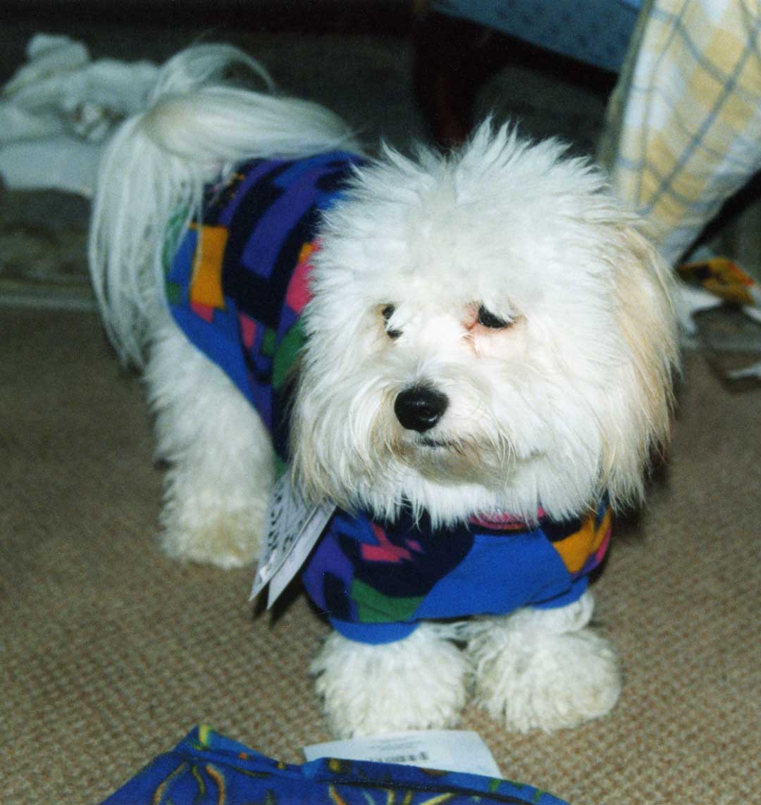 White dog on floor
